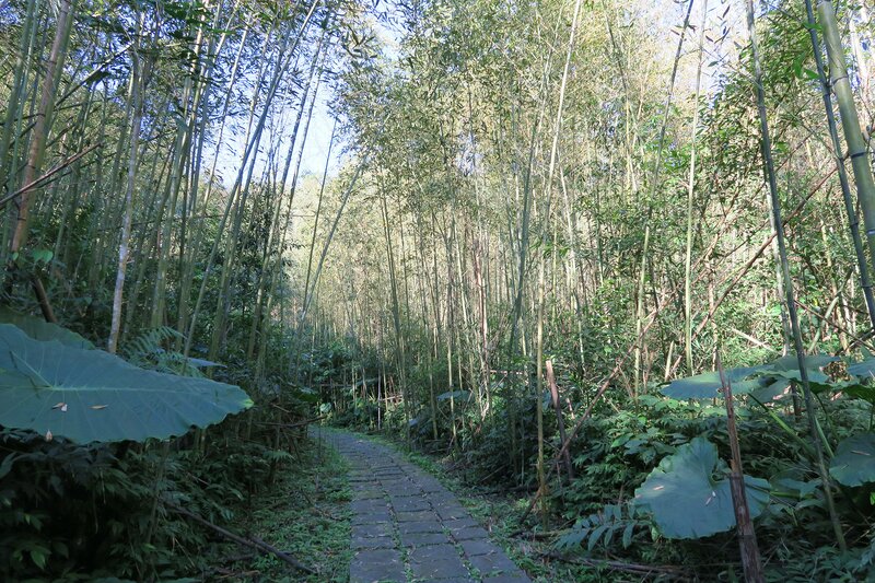 Path Through Bamboo Forest — Green, Serene, Afternoon, Photograph, Stone Path