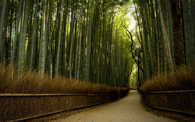 Path Through Bamboo Forest — Green, Serene, Afternoon, Photograph, Sunlight
