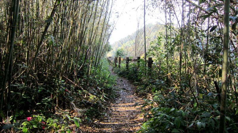 Path Through Bamboo Forest — Green, Serene, Afternoon, Photograph