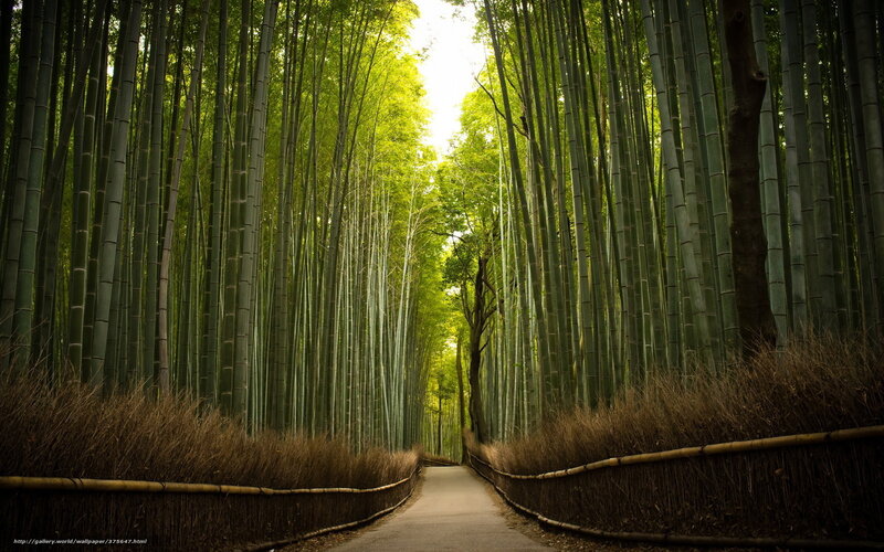 Path Through Bamboo Forest — Green, Serene, Afternoon, Photograph, Trees, Grass