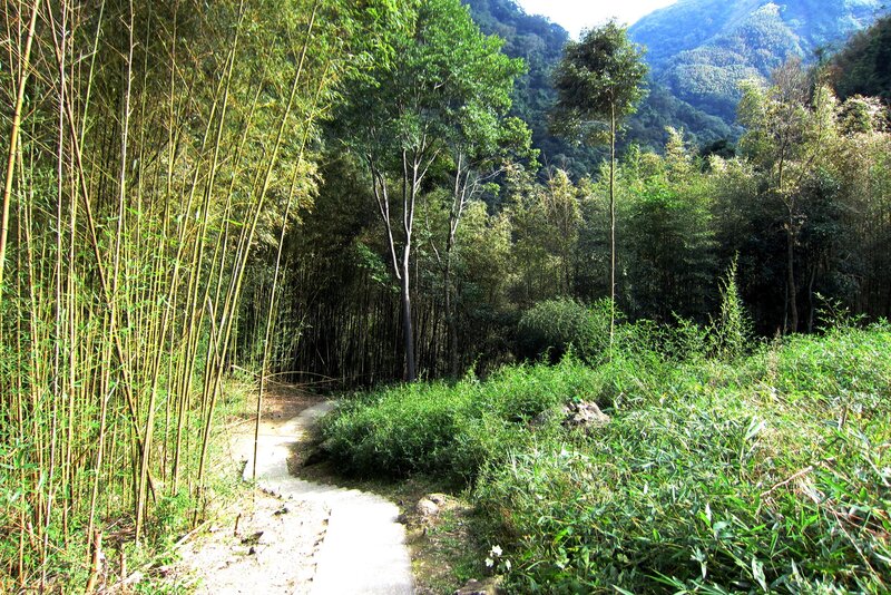 Path Through Bamboo Forest — Green, Serene, Afternoon, Photograph, Trees, Mountain