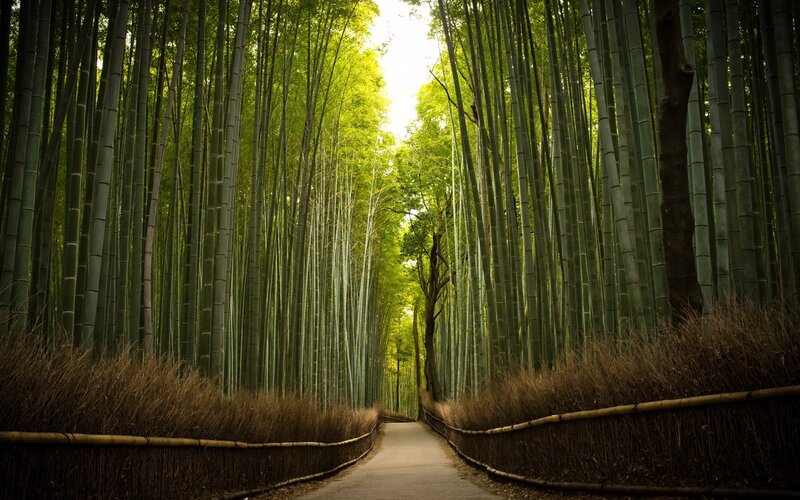 Path Through Bamboo Forest — Green, Serene, Afternoon, Photograph, Trees, Sunlight