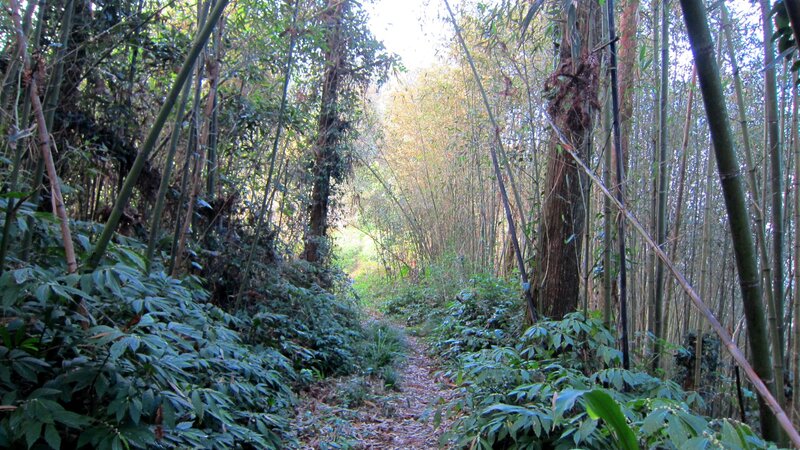 Path Through Bamboo Forest — Green, Serene, Afternoon, Photograph, Trees