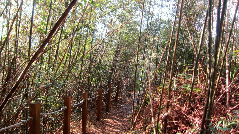 Path Through Bamboo Forest — Green, Serene, Afternoon