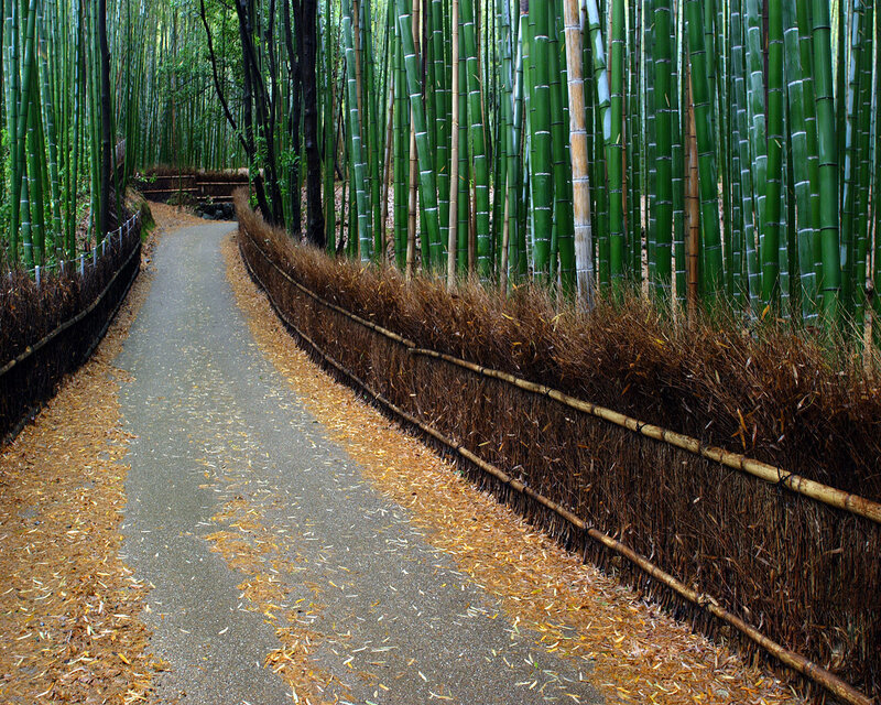 Path Through Bamboo Forest — Green, Serene, Autumn