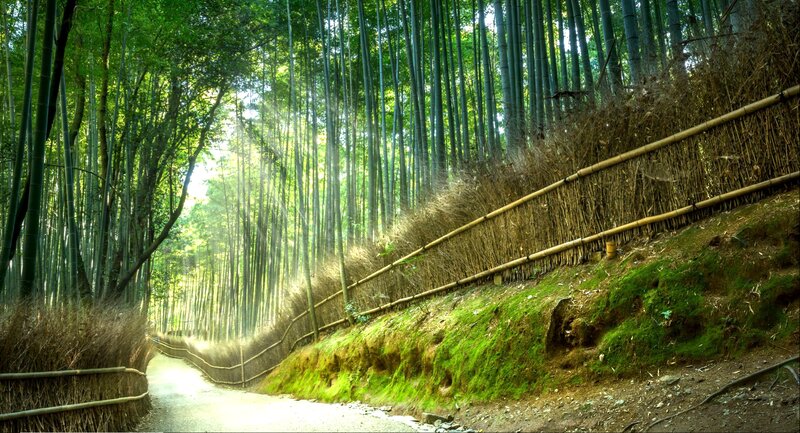 Path Through Bamboo Forest — Green, Serene, Morning