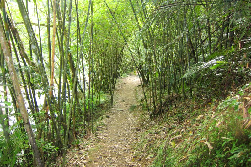 Path Through Bamboo Forest — Green, Serene