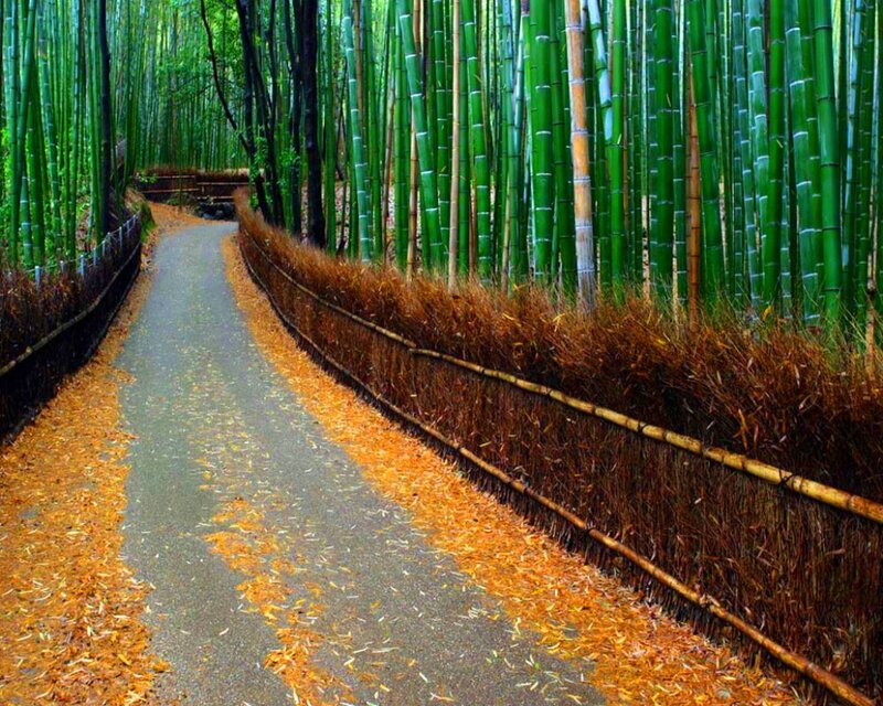 Path Through Bamboo Forest — Green