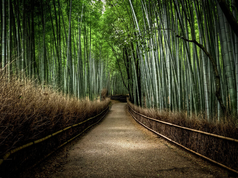 Path Through Bamboo Forest — Serene