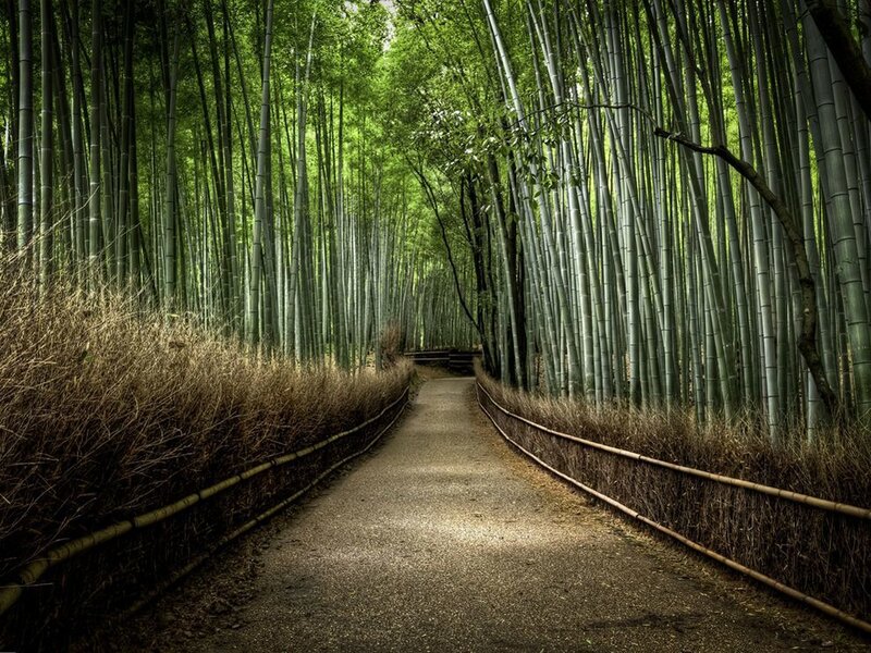Path Through Bamboo Forest