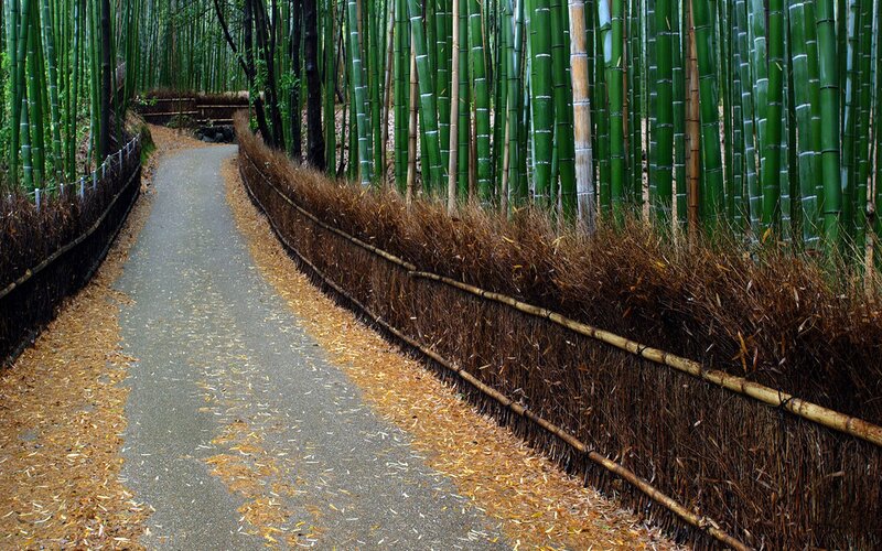 Path Through Bamboo Grove — Green