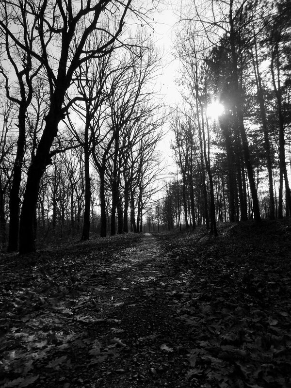 Path Through Bare Trees — Black, Dramatic
