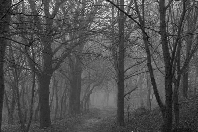 Path Through Bare Trees — Black, Somber