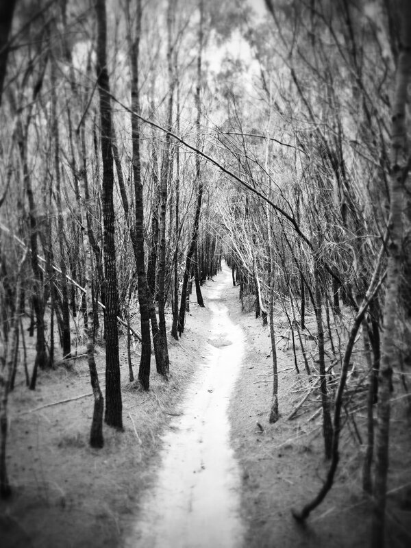 Path Through Bare Trees — Black