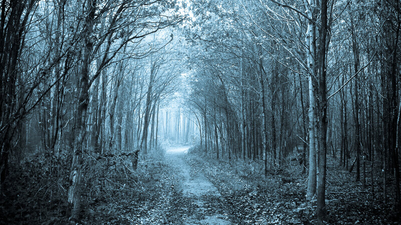 Path Through Bare Trees — Blue, Misty