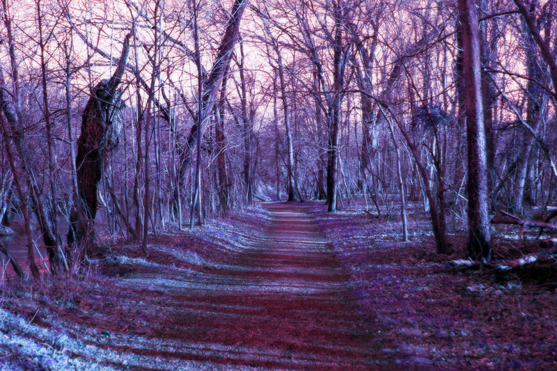 Path Through Bare Trees — Purple, Eerie