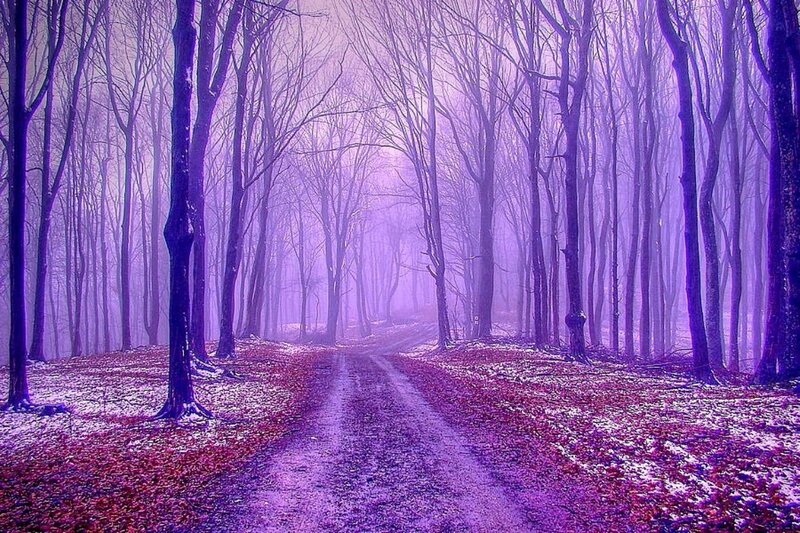 Path Through Bare Trees — Purple, Mystical