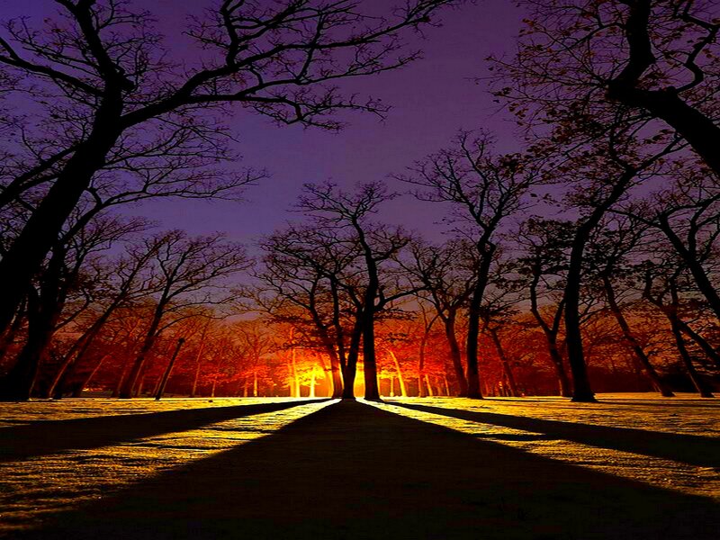 Path Through Bare Trees — Purple