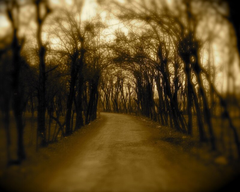 path through bare trees