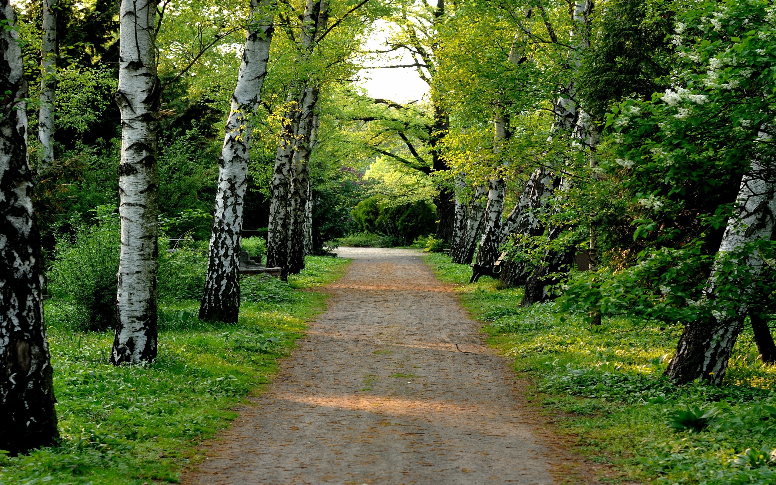 Path through birch forest