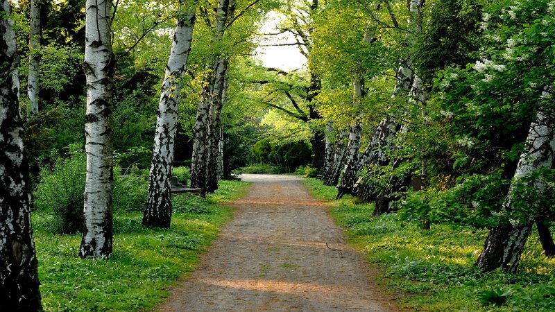 Path through birch forest