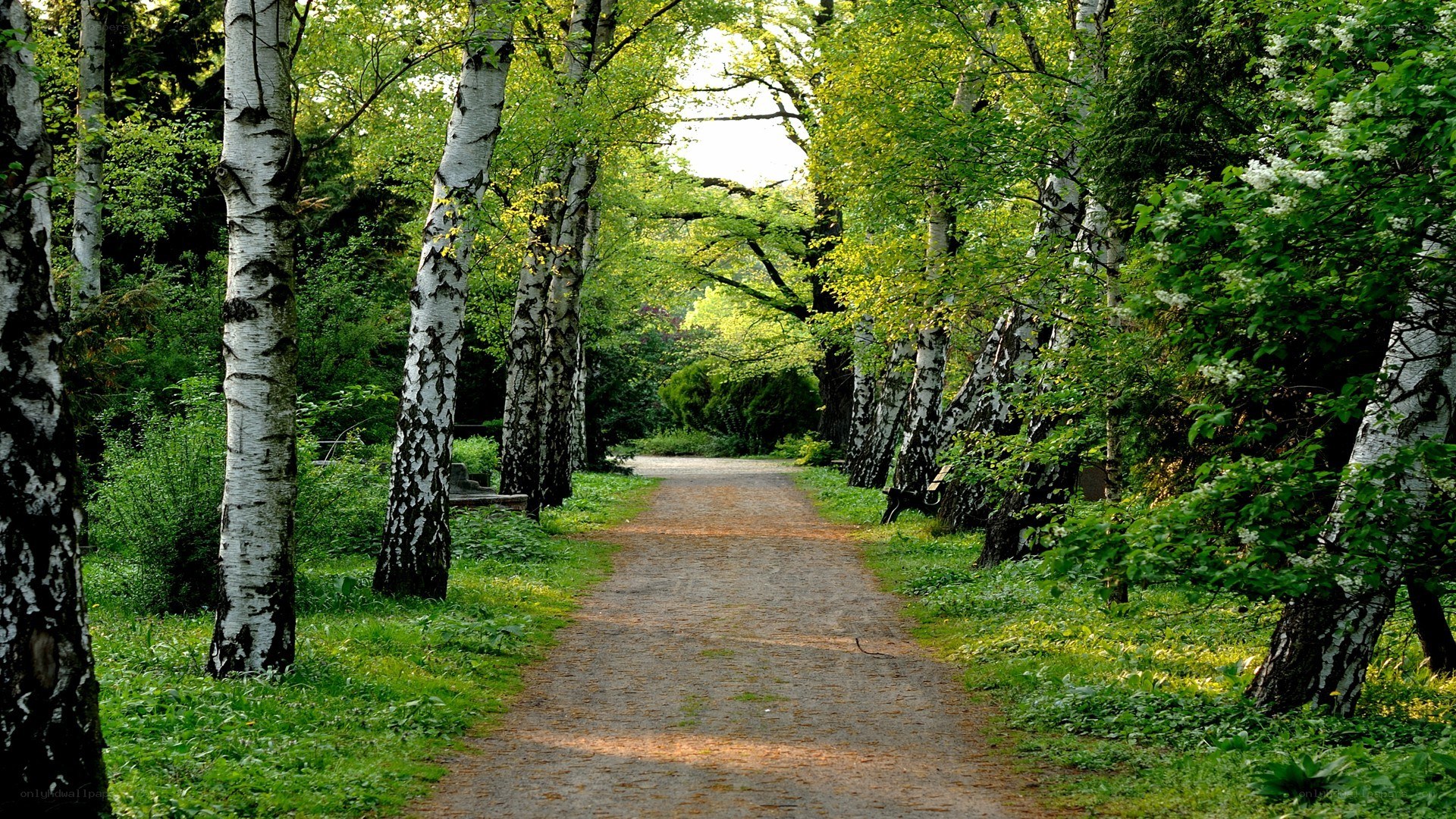 Path through birch forest