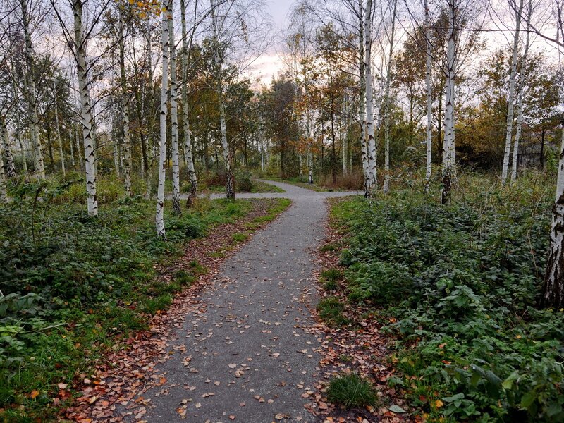 Path through birch forest