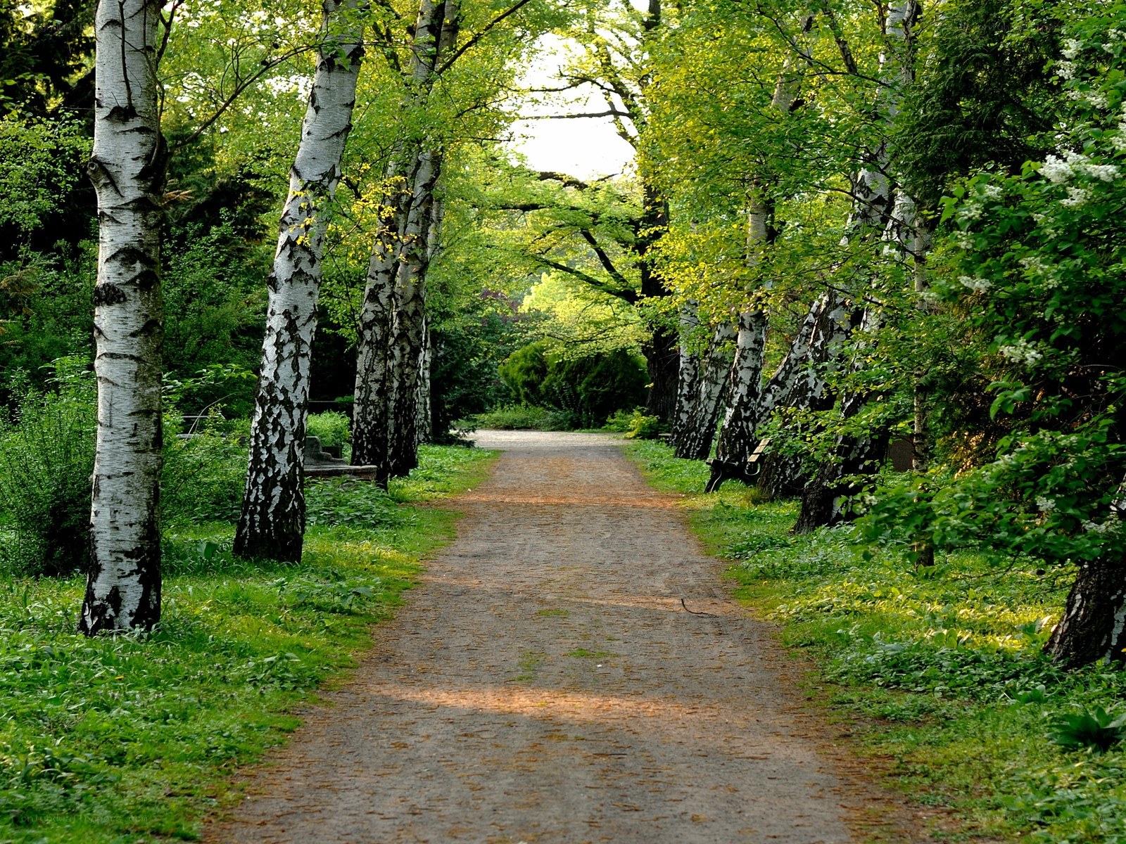 Path through birch forest