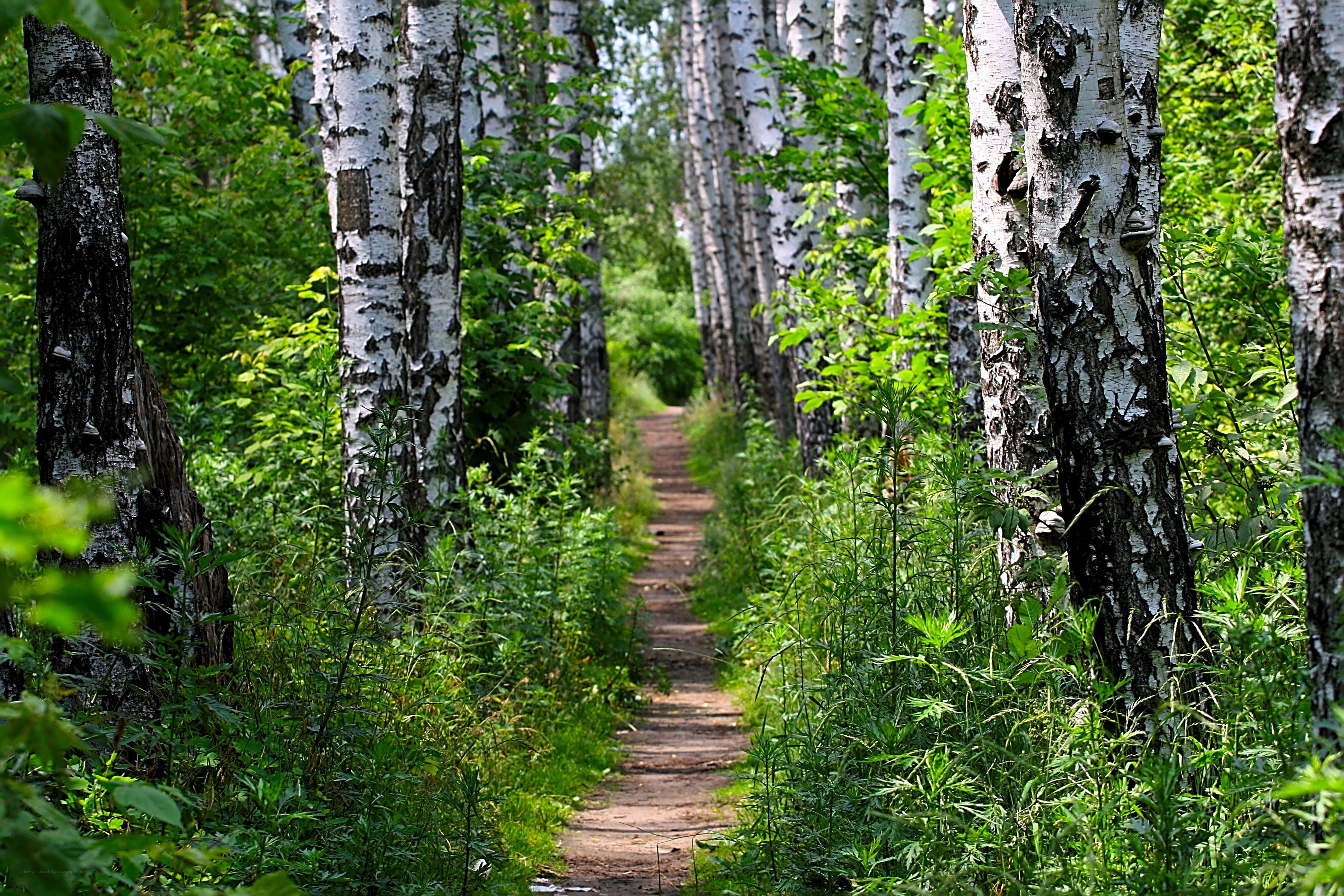 Path through birch forest