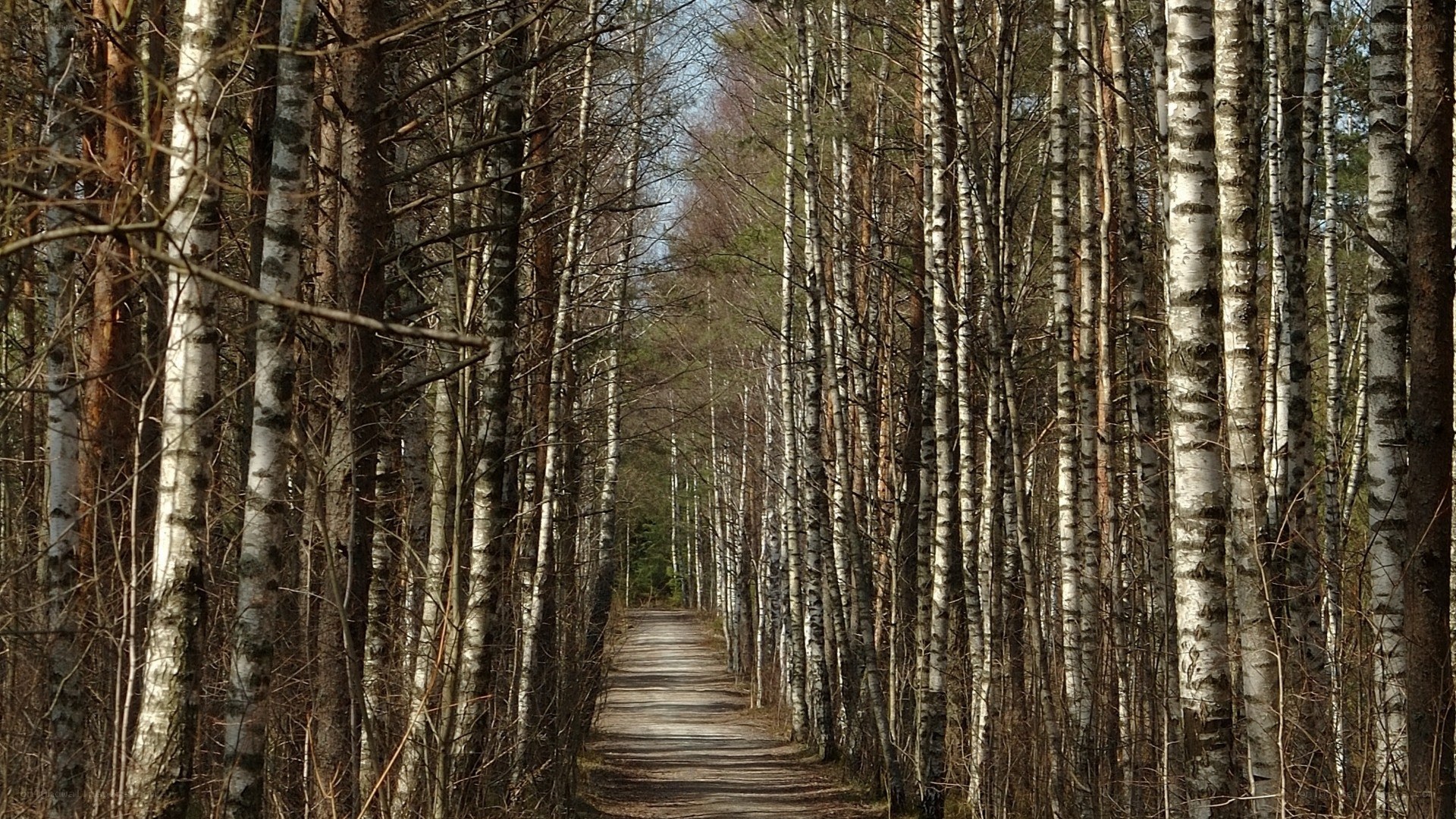 Path through birch forest