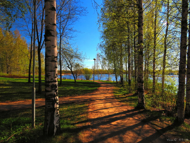 Path Through Birch Forest — Blue