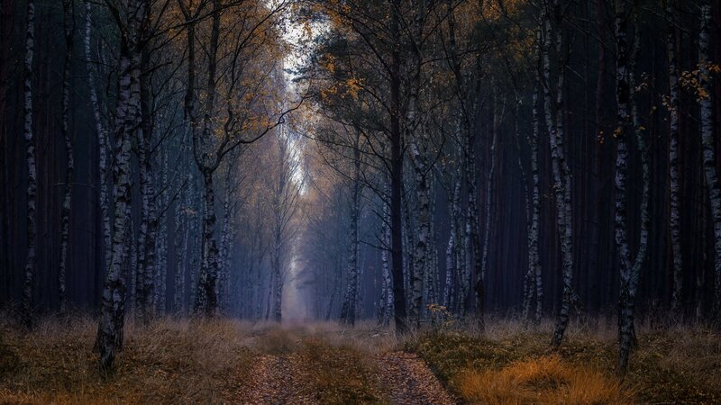 Path Through Birch Forest — Brown
