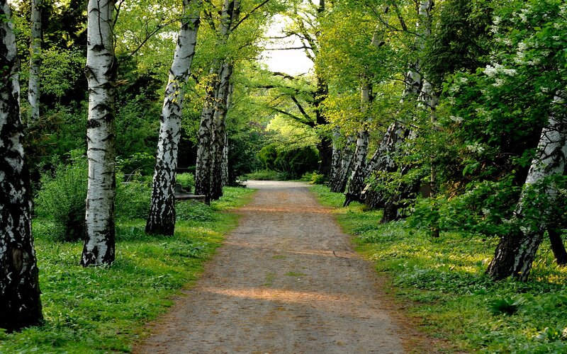 Path Through Birch Forest — Green, Serene, Afternoon, Photograph, Birch Trees, Grass