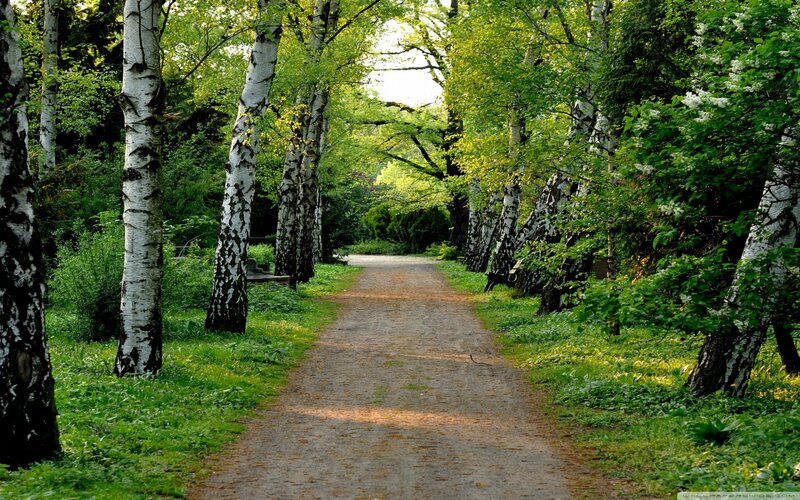 Path Through Birch Forest — Green, Serene, Afternoon, Photograph, Birch Trees