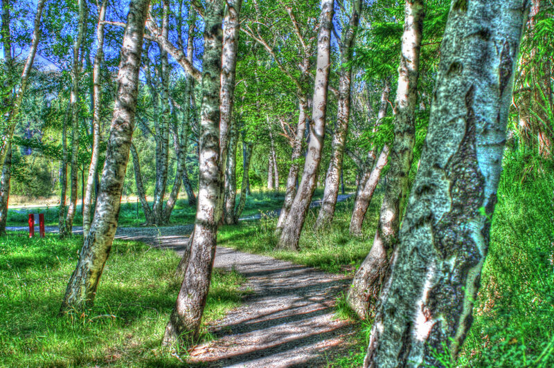 Path Through Birch Forest — Green, Serene, Afternoon, Photograph