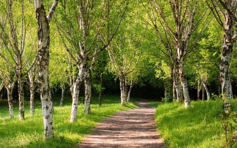Path Through Birch Forest — Green, Serene, Afternoon, Photograph, Trees, Grass, Brown