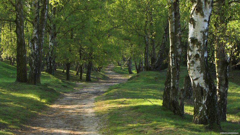 Path Through Birch Forest — Green, Serene, Afternoon, Photograph, Trees, Grass, Dirt Path, Brown, White, H135