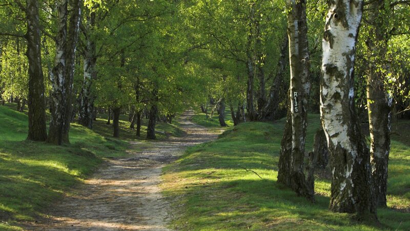 Path Through Birch Forest — Green, Serene, Afternoon, Photograph, Trees, Grass, Dirt Path