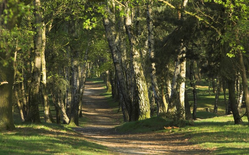 Path Through Birch Forest — Green, Serene, Afternoon, Photograph, Trees, Grass, Sunlight