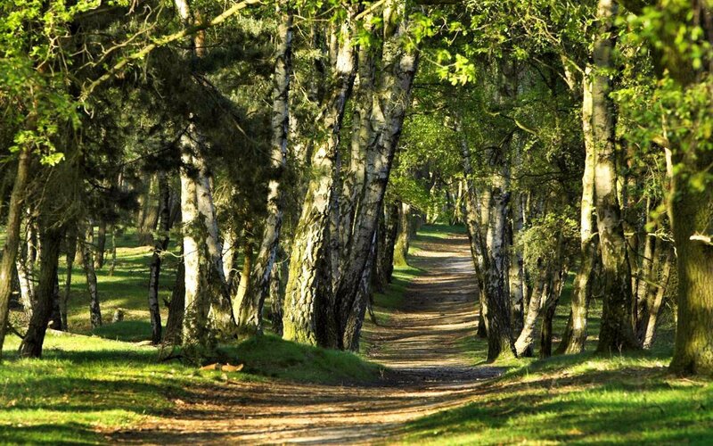 Path Through Birch Forest — Green, Serene, Afternoon, Photograph, Trees, Grass