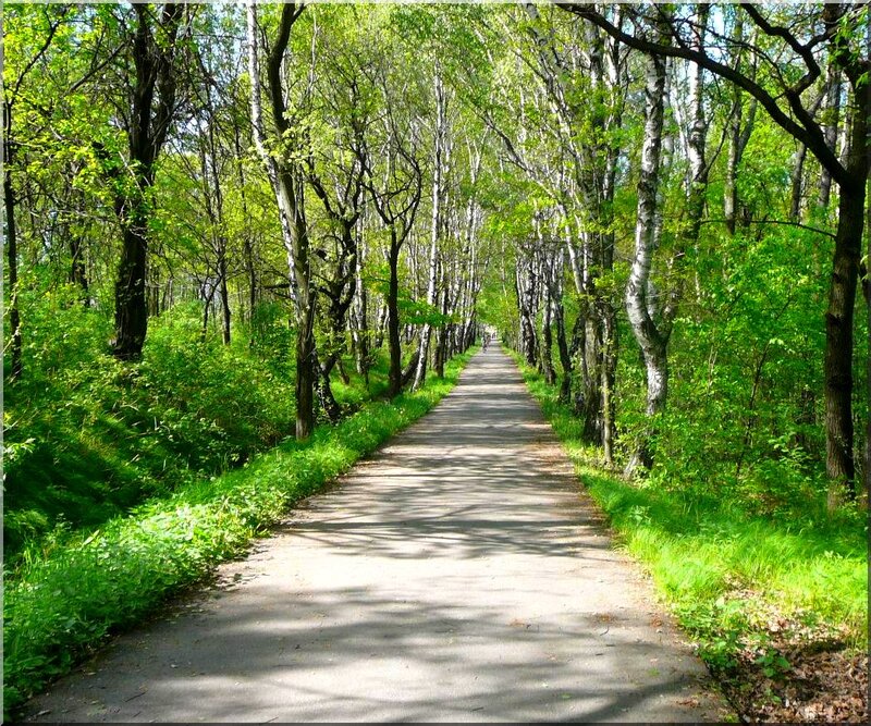 Path Through Birch Forest — Green, Serene, Afternoon, Photograph, Trees