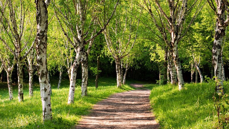 Path Through Birch Forest — Green, Serene, Afternoon