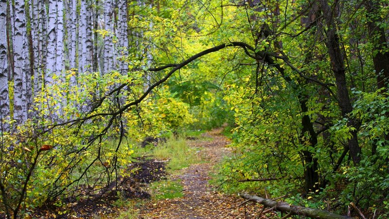 Path Through Birch Forest — Green, Serene, Autumn, Photograph, Birch Trees, Fallen Leaves