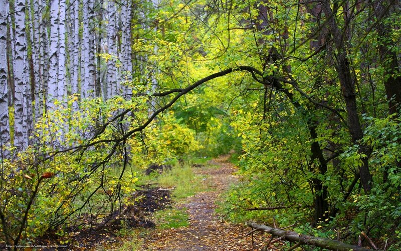 Path Through Birch Forest — Green, Serene, Autumn, Photograph, Birch Trees
