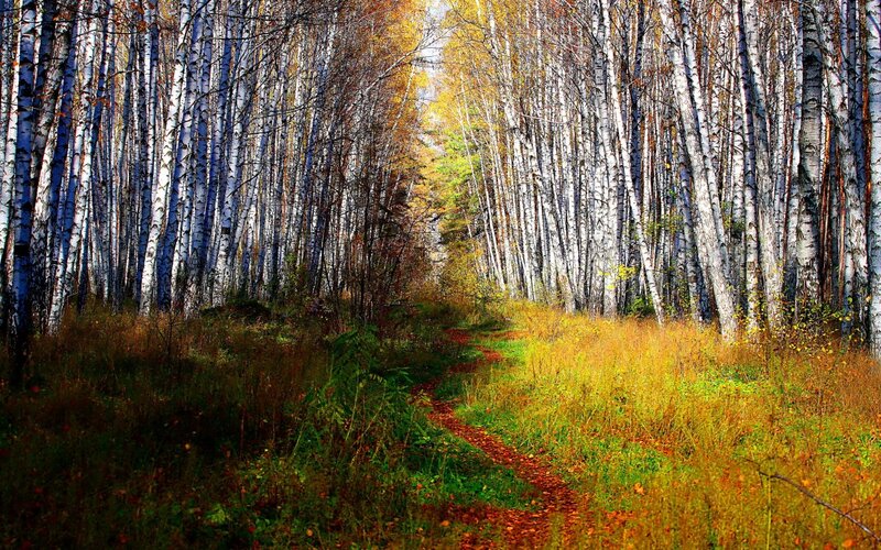 Path Through Birch Forest — Green, Serene, Autumn, Photograph