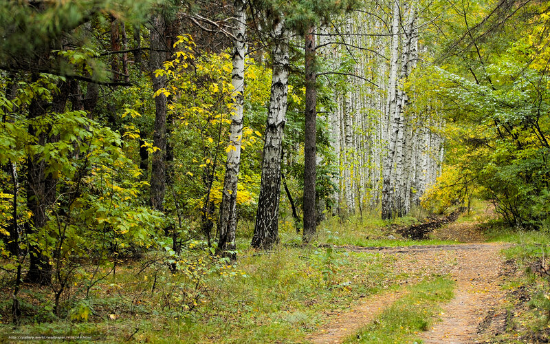 Path Through Birch Forest — Green, Serene, Autumn, Photograph, Trees