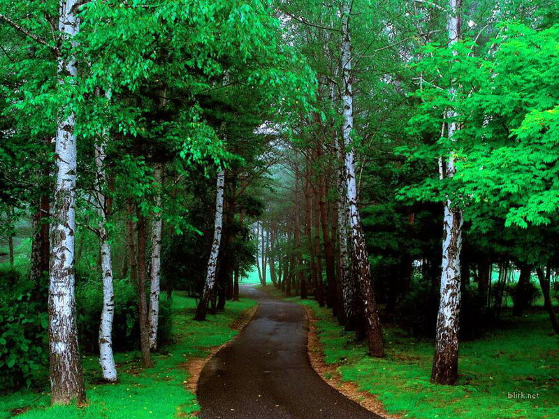 Path Through Birch Forest — Green, Serene, Morning, Photograph
