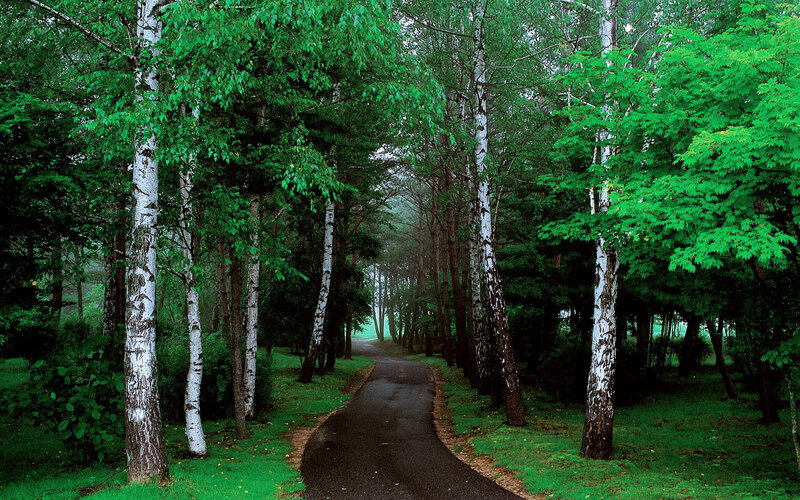Path Through Birch Forest — Green, Serene, Morning, Photograph, Trees, Grass, Road