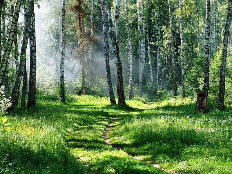 Path Through Birch Forest — Green, Serene, Morning, Photograph, Trees, Grass, Sunlight