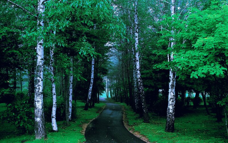 Path Through Birch Forest — Green, Serene, Morning, Photograph, Trees